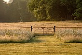PIE CORNER, HERTFORDSHIRE: JUNE, MEADOW OF OX EYE DAISIES IN FRONT OF HOUSE. WILDFLOWERS, LAWN, GATE, BORROWED LANDSCAPE, DAWN, SUNRISE