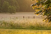 PIE CORNER, HERTFORDSHIRE: JUNE, MEADOW OF OX EYE DAISIES IN FRONT OF HOUSE. WILDFLOWERS, LAWN, GATE, BORROWED LANDSCAPE, DAWN, SUNRISE