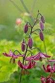 PIE CORNER, HERTFORDSHIRE: DARK RED FLOWERS, BLOOMS OF LILIES, LILIUM CLAUDE SHRIDE, BULBS