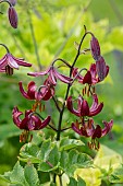 PIE CORNER, HERTFORDSHIRE: DARK RED FLOWERS, BLOOMS OF LILIES, LILIUM CLAUDE SHRIDE, BULBS