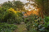 OLD PARK BARN, BUCKINGHAMSHIRE: SUNRISE IN GARDEN, CEPHALARIA GIGANTEA, PHLOMIS, STIPA GIGANTEA