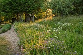 OLD PARK BARN, BUCKINGHAMSHIRE; SUNRISE, WILDFLOWERS, MEADOW, GERANIUMS, OX-EYE DAISIES, ALLIUM ROTUNDUM