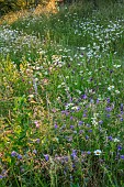 OLD PARK BARN, BUCKINGHAMSHIRE; SUNRISE, WILDFLOWERS, MEADOW, GERANIUMS, OX-EYE DAISIES, ALLIUM ROTUNDUM