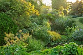 OLD PARK BARN, BUCKINGHAMSHIRE; SUNRISE, POND, BOG GARDEN, CAREX ELATA AUREA, PRIMULA FLORINDAE, IRIS ROBUSTA GERALD DARBY, ZANTEDESCHIA AETHIOPICA