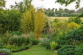 OLD PARK BARN, BUCKINGHAMSHIRE; SUNRISE, VIEW TO CHURCH, BORROWED LANDSCAPE, BAMBOO, PHYLLOSTACHYS AUREOSULCATA F SPECTABILIS, OEMIERIA CERASTIFORMIS