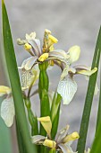 OLD PARK BARN, BUCKINGHAMSHIRE; PALE YELLOW, CREAM FLOWERS OF IRIS FOETIDISSIMA, STINKING IRIS, PERENNIALS