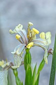 OLD PARK BARN, BUCKINGHAMSHIRE; PALE YELLOW, CREAM FLOWERS OF IRIS FOETIDISSIMA, STINKING IRIS, PERENNIALS