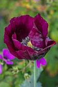 OLD PARK BARN, BUCKINGHAMSHIRE; DARK RED, PURPLE FLOWERS, BLOOMS OF POPPY, PAPAVER SOMNIFERUM SEEDLING (LAURENS GRAPE HERITAGE )