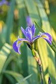 OLD PARK BARN, BUCKINGHAMSHIRE; BLUE, PURPLE, YELLOW FLOWERS, BLOOMS OF IRIS ROBUSTA GERALD DARBY, PERENNIALS