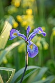OLD PARK BARN, BUCKINGHAMSHIRE; BLUE, PURPLE, YELLOW FLOWERS, BLOOMS OF IRIS ROBUSTA GERALD DARBY, PERENNIALS