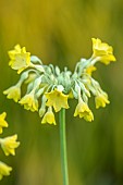 OLD PARK BARN, BUCKINGHAMSHIRE: PALE YELLOW FLOWERS, BLOOMS OF PRIMULA FLORINDAE, PERENNIALS