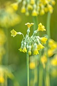 OLD PARK BARN, BUCKINGHAMSHIRE: PALE YELLOW FLOWERS, BLOOMS OF PRIMULA FLORINDAE, PERENNIALS