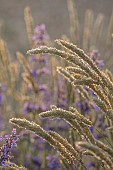 OLD PARK BARN, BUCKINGHAMSHIRE: GRASSES, MELICA CILIATA, SILKY- SPIKE MELIC