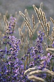OLD PARK BARN, BUCKINGHAMSHIRE: GRASSES, MELICA CILIATA, SILKY- SPIKE MELIC, NEPETA HILL GROUNDS