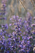 OLD PARK BARN, BUCKINGHAMSHIRE: PURPLE FLOWERS, BLOOMS OF NEPETA HILL GROUNDS, PERENNIALS