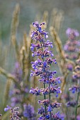 OLD PARK BARN, BUCKINGHAMSHIRE: PURPLE FLOWERS, BLOOMS OF NEPETA HILL GROUNDS, PERENNIALS