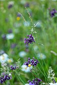 OLD PARK BARN, BUCKINGHAMSHIRE: PURPLE FLOWERS, BLOOMS OF ALLIUM, POSSIBLY ROTUNDEUM FORM, BULBS, MEADOWS