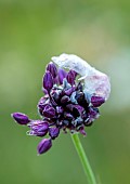 OLD PARK BARN, BUCKINGHAMSHIRE: PURPLE FLOWERS, BLOOMS OF ALLIUM, POSSIBLY ROTUNDEUM FORM, BULBS, MEADOWS
