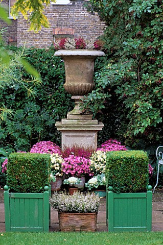 STONE_URN_WITH_POTS_OF_CHRYSANTHEMUMS_IN_FRONT_IS_CLIPPED_BOX__HEATHER_MRS_ADAMS_LONDON_GARDENDESIGN