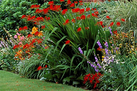 HERBACEOUS_BORDER_DOMINATED_BY_CROCOSMIA_LUCIFER_CHENIES_MANOR__BUCKS