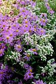 ASTER X FRIKARTII MONCH AND ASTER VIMINEUS THE PICTON GARDEN  COLWALL  WORCESTERSHIRE