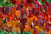 CERCIS CANADENSIS FOREST PANSY. THE DINGLE  WELSHPOOL  WALES