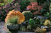 STONE TROUGH AND POND WITH ACER DISSECTUM AND HYDRANGEAS  LAKEMOUNT  GLANMIRE  EIRE
