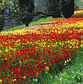 COLOURFUL DRIFTS OF RED  YELLOW AND PINK TULIPS IN THE GARDENS OF MAINAU  LAKE CONSTANCE.