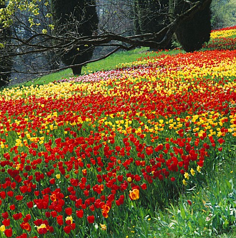 COLOURFUL_DRIFTS_OF_RED__YELLOW_AND_PINK_TULIPS_IN_THE_GARDENS_OF_MAINAU__LAKE_CONSTANCE