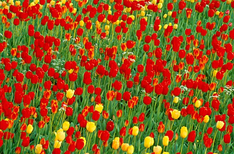 DRIFTS_OF_RED_AND_YELLOW_TULIPS_IN_THE_GARDENS_OF_MAINAU__LAKE_CONSTANCE