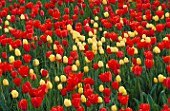 COLOURFUL DRIFTS OF RED AND YELLOW TULIPS IN THE GARDENS OF MAINAU  LAKE CONSTANCE