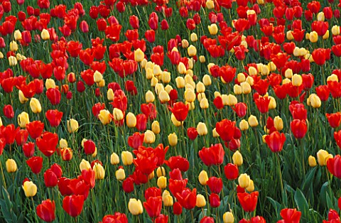 COLOURFUL_DRIFTS_OF_RED_AND_YELLOW_TULIPS_IN_THE_GARDENS_OF_MAINAU__LAKE_CONSTANCE