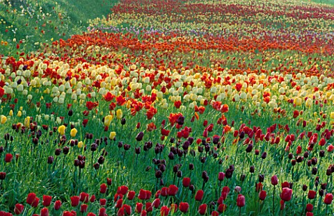 COLOURFUL_DRIFTS_OF_TULIPS_STRETCH_INTO_THE_DISTANCE_IN_THE_GARDENS_OF_MAINAU__LAKE_CONSTANCE