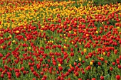 COLOURFUL DRIFTS OF RED & YELLOW TULIPS STRETCH INTO THE DISTANCE IN THE GARDENS OF MAINAU  LAKE CONSTANCE/NEW SHOOTS