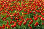 COLOURFUL DRIFTS OF RED & YELLOW TULIPS IN THE GARDENS OF MAINAU  LAKE CONSTANCE