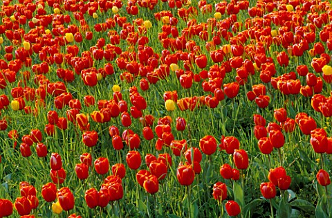 COLOURFUL_DRIFTS_OF_RED__YELLOW_TULIPS_IN_THE_GARDENS_OF_MAINAU__LAKE_CONSTANCE