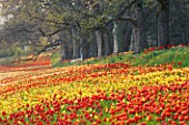 COLOURFUL DRIFTS OF RED & YELLOW TULIPS ALONG THE TULIP WALK IN THE GARDENS OF MAINAU  LAKE CONSTANCE