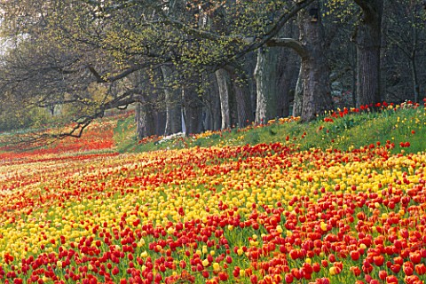 COLOURFUL_DRIFTS_OF_RED__YELLOW_TULIPS_ALONG_THE_TULIP_WALK_IN_THE_GARDENS_OF_MAINAU__LAKE_CONSTANCE