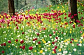 MEADOW PLANTING OF TULIPS IN THE GARDENS OF MAINAU  LAKE CONSTANCE