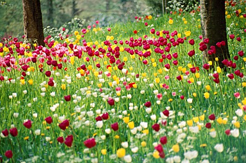 MEADOW_PLANTING_OF_TULIPS_IN_THE_GARDENS_OF_MAINAU__LAKE_CONSTANCE