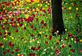 MEADOW PLANTING OF TULIPS IN THE GARDENS OF MAINAU  LAKE CONSTANCE
