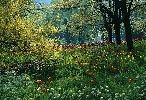 DRIFTS_OF_TULIPS_GROWING_UNDER_TREES_IN_THE_GARDENS_OF_MAINAU__LAKE_CONSTANCE