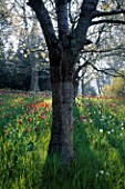 DRIFTS OF TULIPS GROWING UNDER TREES IN THE GARDENS OF MAINAU  LAKE CONSTANCE