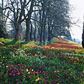 BEAUTIFUL DRIFTS OF TULIPS STRETCH INTO THE DISTANCE ALONG THE TULIP WALK AT MAINAU  LAKE CONSTANCE