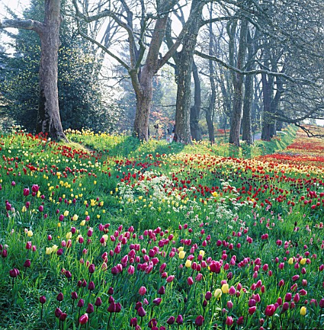 BEAUTIFUL_DRIFTS_OF_TULIPS_STRETCH_INTO_THE_DISTANCE_ALONG_THE_TULIP_WALK_AT_MAINAU__LAKE_CONSTANCE