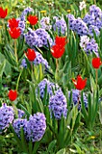 BLUE HYACINTHS & RED TULIPS IN THE GARDENS OF MAINAU  LAKE CONSTANCE