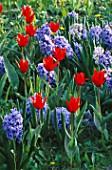 BLUE HYACINTHS & RED TULIPS IN THE GARDENS OF MAINAU  LAKE CONSTANCE
