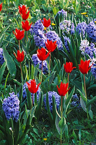 BLUE_HYACINTHS__RED_TULIPS_IN_THE_GARDENS_OF_MAINAU__LAKE_CONSTANCE