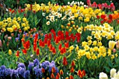 VIBRANT COLOURS OF SPRING BULBS: TULIPS  HYACINTHS AND NARCISSI IN THE GARDENS OF MAINAU  LAKE CONSTANCE