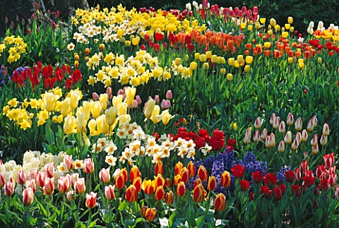 VIBRANT_COLOURS_OF_SPRING_BULBS_TULIPS__HYACINTHS_AND_NARCISSI_GROWING_THROUGH_GRASS_IN_THE_GARDENS_